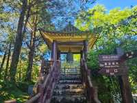 行！走入超完美芬多精仙境～阿里山森林公園