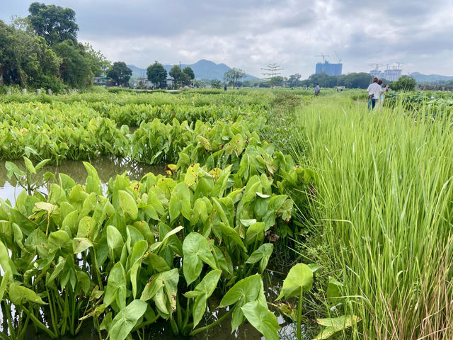 端午節好去處✨ 河上鄉塱原濕地🪷 荷花田隱世賞花美景 