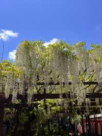 大阪｜到葛井寺看紫藤白藤 1300年11面千手觀音神像近距離參拜