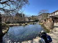Morning at Oshino Hakkai: Where Fuji’s Waters Whisper
