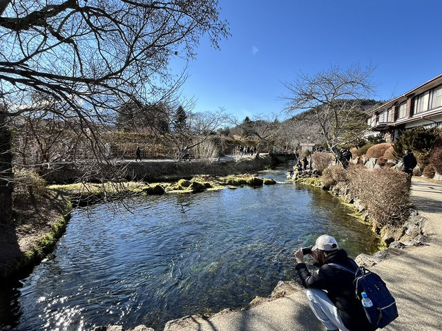 Morning at Oshino Hakkai: Where Fuji’s Waters Whisper