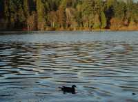 Things to do if you’re in Vancouver