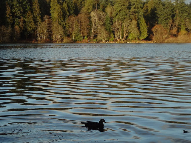 Things to do if you’re in Vancouver