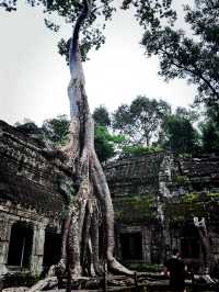 Ta prohm as tomb raider temple 