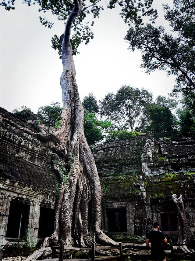 Ta prohm as tomb raider temple 
