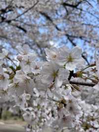 🌸【初見即傾心】大宮公園櫻花滿開的那一刻，我與春天撞了個滿懷!