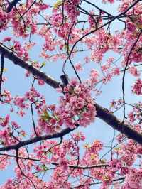 Unexpected Cherry Blossoms Moment