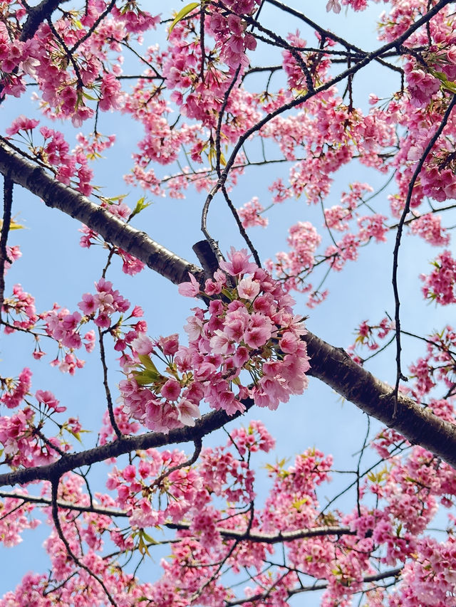Unexpected Cherry Blossoms Moment