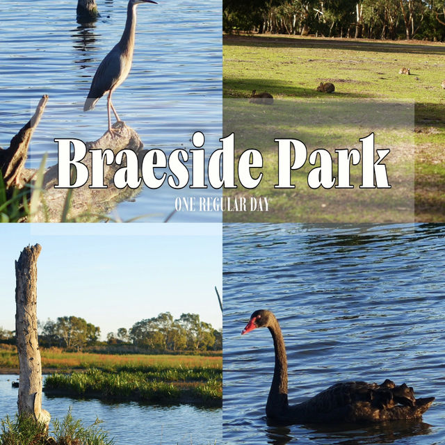 🇦🇺 Melbourne Southeast | Secret Wetland Paradise — A Bird Lover’s Heaven! 🦆🦜