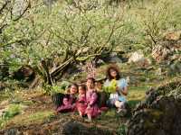 beautiful view with full bloomed plum flowers & nice trekking in Moc Chau