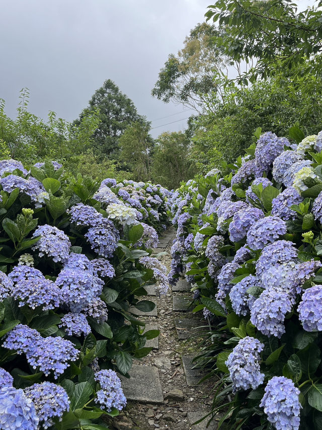 🌺【台東隱藏版花海】民宿老闆私推！5-6月限定「青山農場」繡球花仙境💐