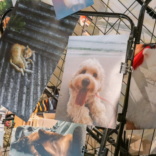 ไปชมภาพน้องๆกันครับ 🐾🐾🧡