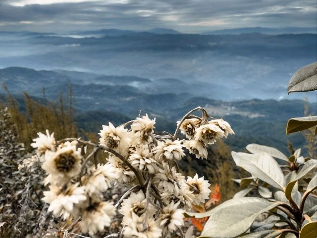 🌲【高黎貢山 · 穿越雲端的原始之境】