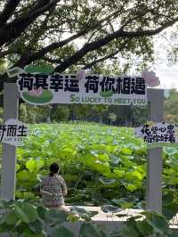 深圳洪湖公園，一年一度的荷花展，千萬不要錯過啊🪷