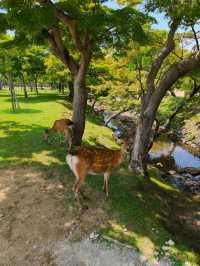 Nara park - must visit place in Japan