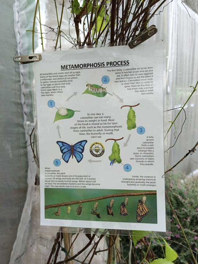 Happy Bee Farm & Insect World, A Buzzing Blend of Nature and Discovery