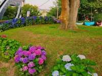 Hydrangea festival at Jangsaengpo Whale museum