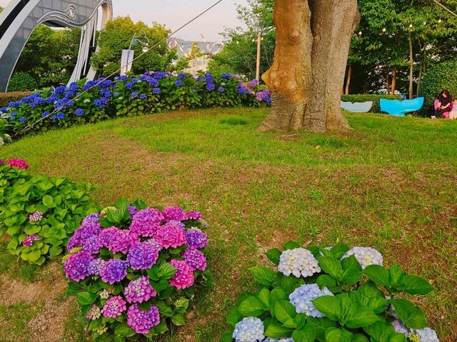 Hydrangea festival at Jangsaengpo Whale museum