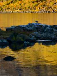 Mirror Magic: Gryllefjord’s Reflective Wonder