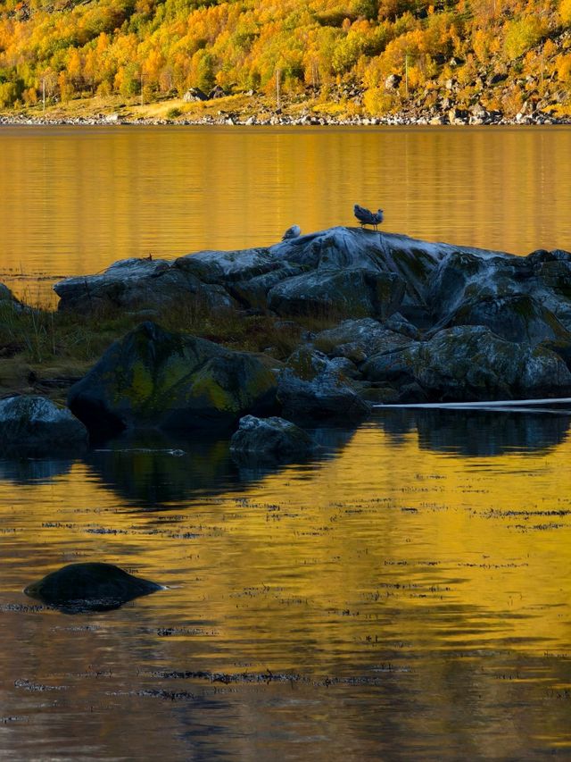 Mirror Magic: Gryllefjord’s Reflective Wonder