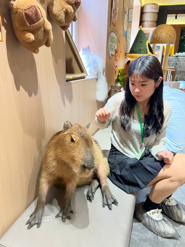 🐾도심 속 밀착 힐링! 칭따오 중산공원 실내 카피바라 카페 체험✨