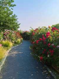 ～西埔公園～繁花織就～