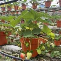 Strawberry farm at Cameron Highland 