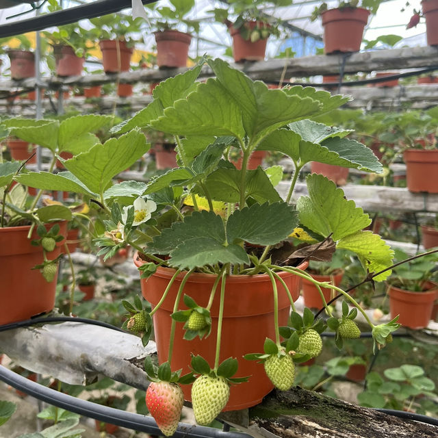 Strawberry farm at Cameron Highland 