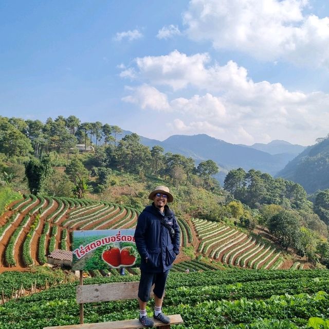 ไร่สตรอว์เบอร์รี่ จังหวัดเชียงใหม่