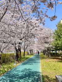 ดอกพ็อดกดใกล้โซล ถ่ายรูปสวย คนไม่เยอะ!