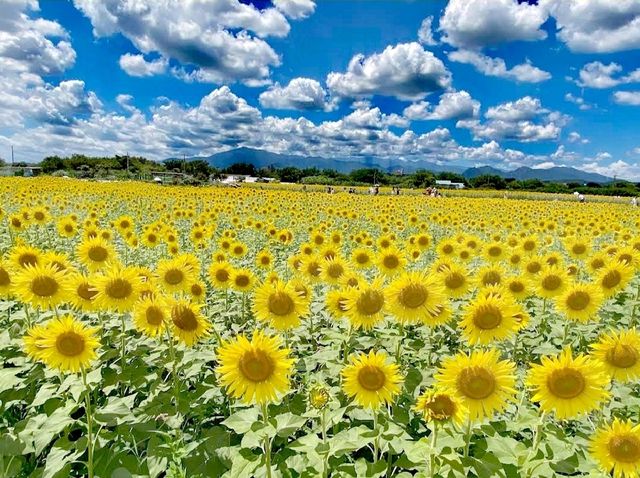 座間向日葵田
