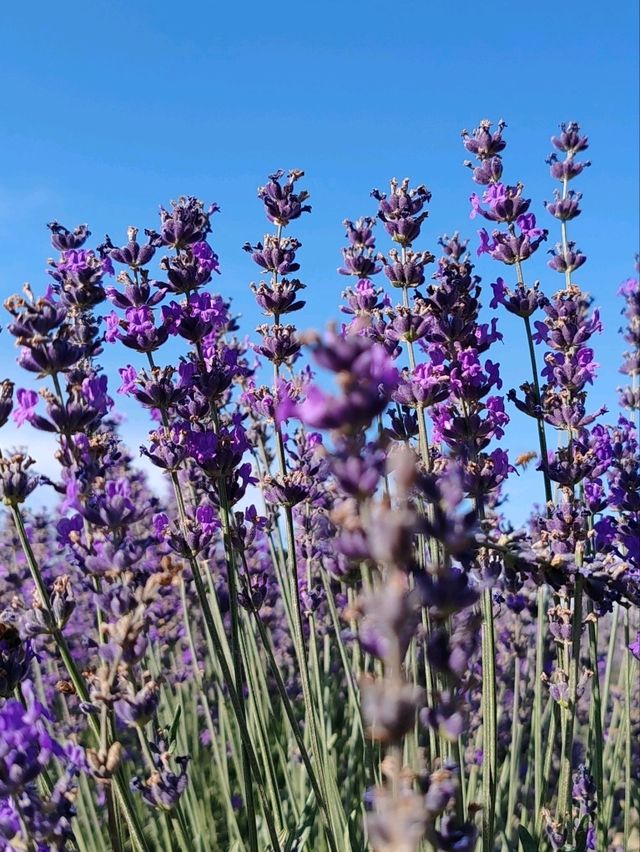 Soul of Purple, Essence of Scent
