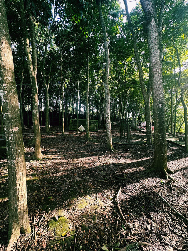 Guardians of the Forest: Ubud Monkey Forest’s Sacred Heart