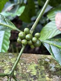 Sip, Scent & Civet: Luwak Tasting at Santi Coffee Plantation