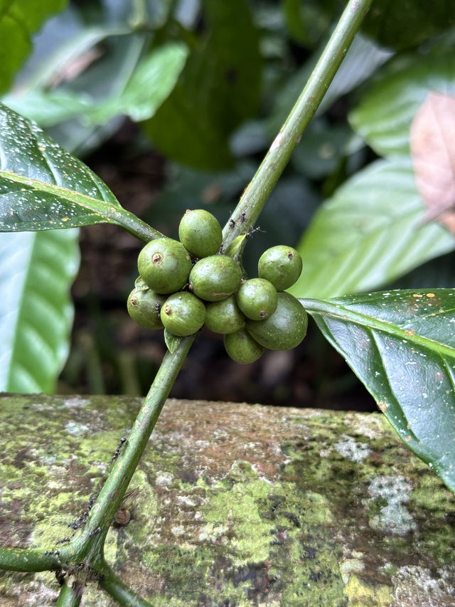 Sip, Scent & Civet: Luwak Tasting at Santi Coffee Plantation