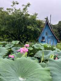 우아한 연꽃