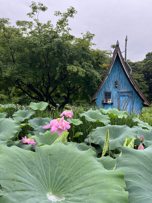 우아한 연꽃