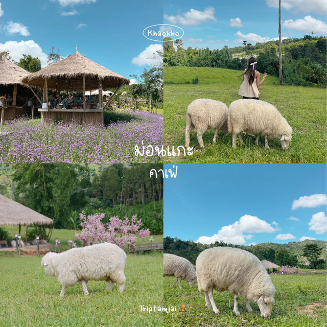 เขาค้อหน้าฝน เที่ยวไหนดี
