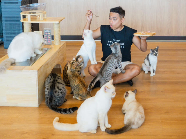 Cat Sky Bar Cafe - Pattaya
