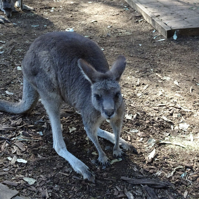 シドニーでゆったり