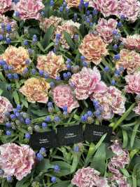 🌷 Keukenhof… เหมือนหลุดเข้าไปอยู่ในเทพนิยายดอกไม้