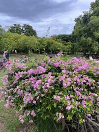 Chatuchak Park สวนจตุจักร