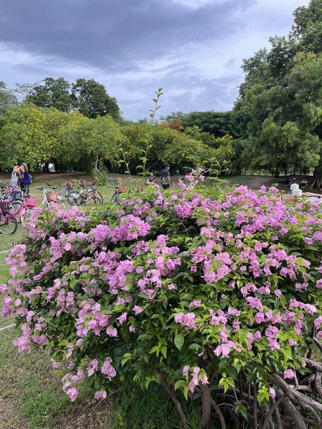 Chatuchak Park สวนจตุจักร