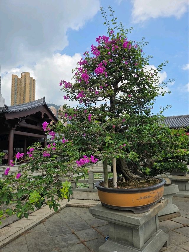 “Tang‑Timber Sanctuary of Zen Elegance”