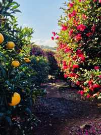 More Than Just Flowers: A Charming Cafe Experience