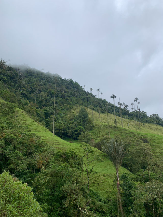 Horseback Through the Clouds: Cocora Valley’s Magical Wax Palms