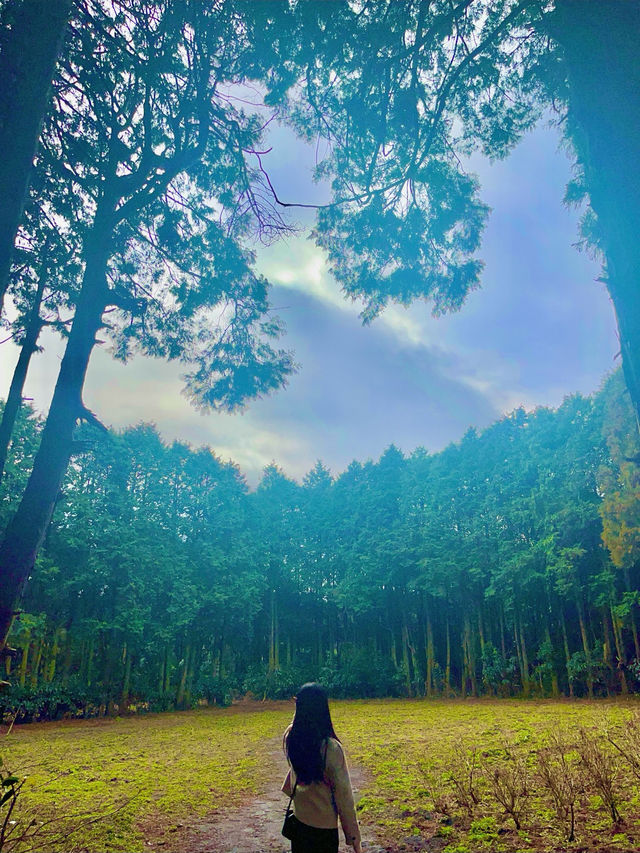 자연 속 힐링 여행 🌿 제주 비밀의 숲 산책기