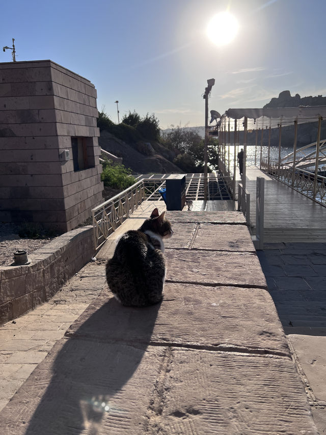 ［埃及旅遊］貓與女神的神殿🐈‍⬛菲萊島上的伊西斯傳說👸菲萊神殿