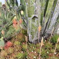 🇫🇷法國埃茲-Jardin Exotique d’Eze 🌵