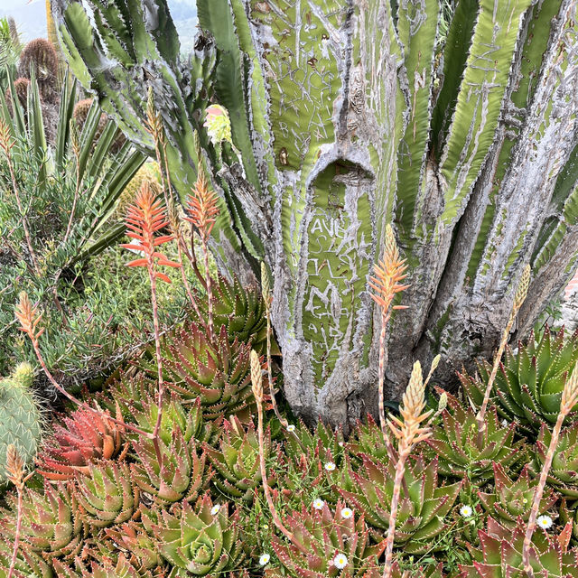 🇫🇷法國埃茲-Jardin Exotique d’Eze 🌵